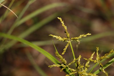 Cyperus iria, photographed by Greg Tasney