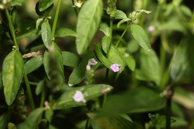 Rostellularia obtusa, photographed by Greg Tasney