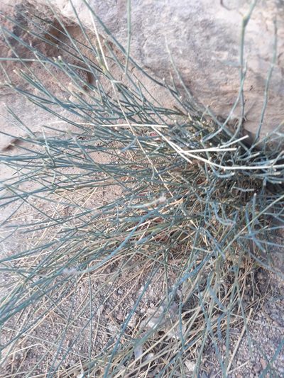 Deverra scoparia, photographed by Karim Haddad