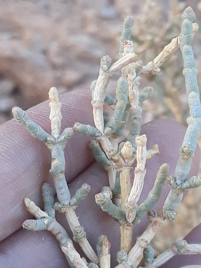 Anabasis articulata, photographed by Karim Haddad