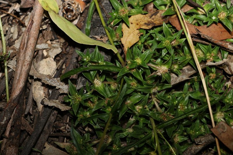 Richardia stellaris, photographed by Greg Tasney