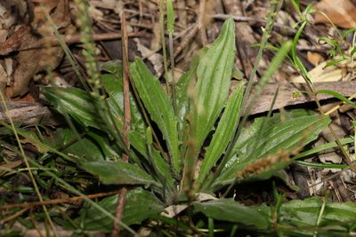 Plantago debilis, photographed by Greg Tasney