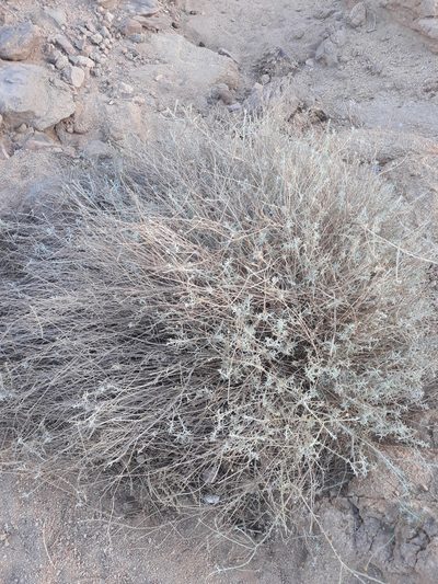 Pulicaria undulata, photographed by Karim Haddad