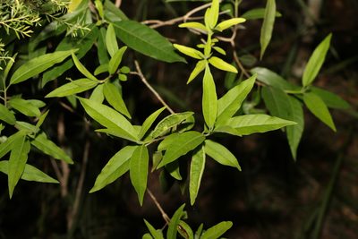 Alstonia constricta, photographed by Greg Tasney