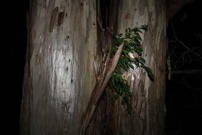 Ficus benjamina, photographed by Greg Tasney