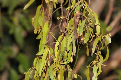 Amyema miquelii, photographed by Greg Tasney