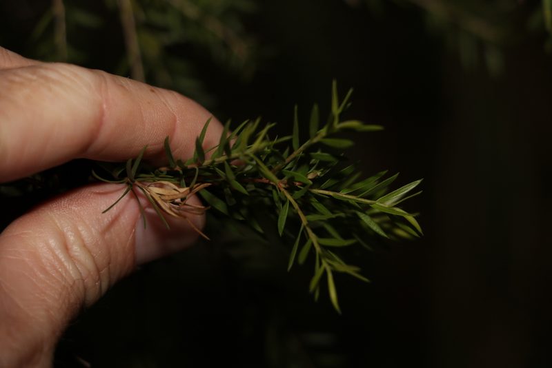 Melaleuca decora, photographed by Greg Tasney