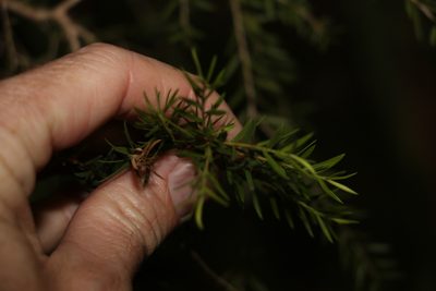 Melaleuca decora, photographed by Greg Tasney