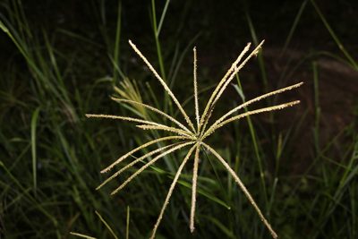 Chloris gayana, photographed by Greg Tasney