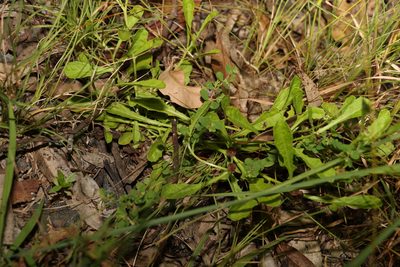 Epaltes australis, photographed by Greg Tasney