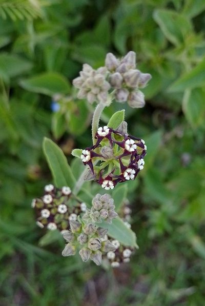 Oxypetalum arnottianum, photographed by Tomás Carranza Perales