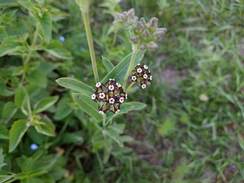 Oxypetalum arnottianum, photographed by Tomás Carranza Perales