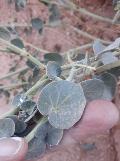 Pergularia tomentosa, photographed by Karim Haddad