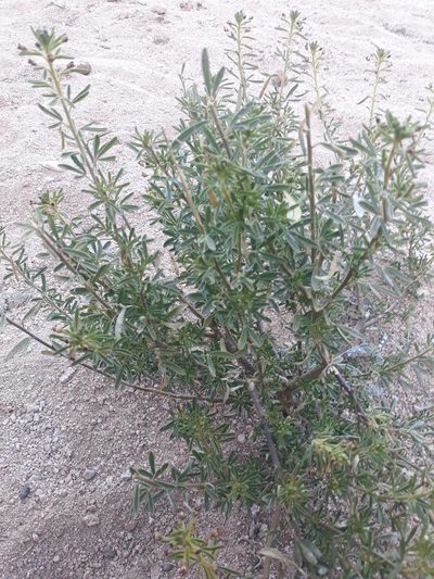 Cleome amblyocarpa, photographed by Karim Haddad