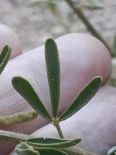 Cleome amblyocarpa, photographed by Karim Haddad