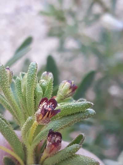 Cleome amblyocarpa, photographed by Karim Haddad