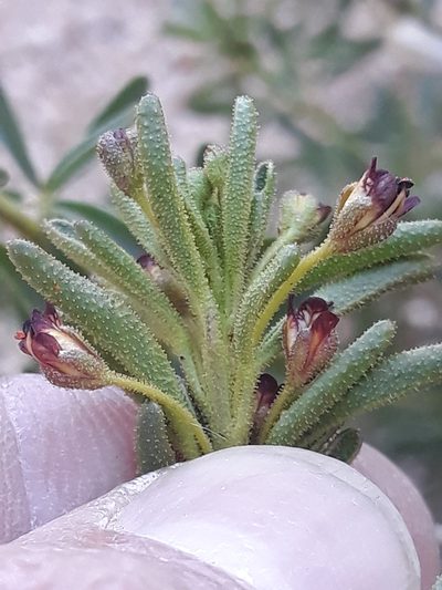 Cleome amblyocarpa, photographed by Karim Haddad