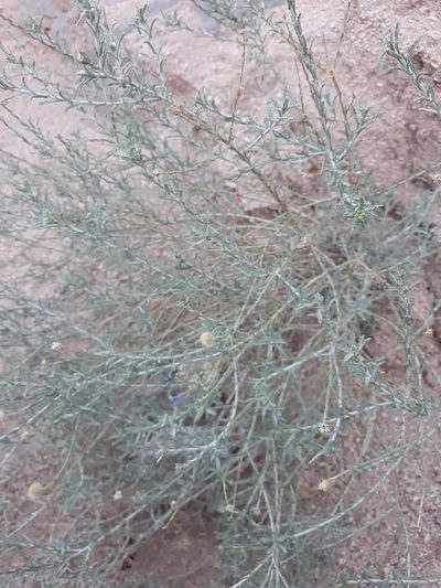 Pulicaria undulata, photographed by Karim Haddad