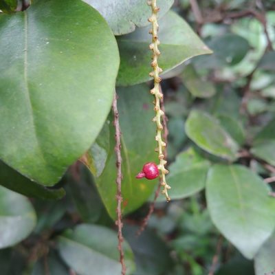 Coccoloba pyrifolia, photographed by Kurt Miller