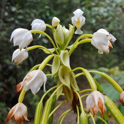 Spathoglottis plicata, photographed by Kurt Miller