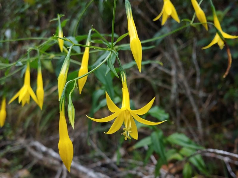 Lisianthius laxiflorus, photographed by Kurt Miller