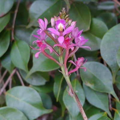 Epidendrum secundum, photographed by Kurt Miller