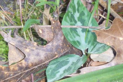 Trillium underwoodii, photographed by mfeaver