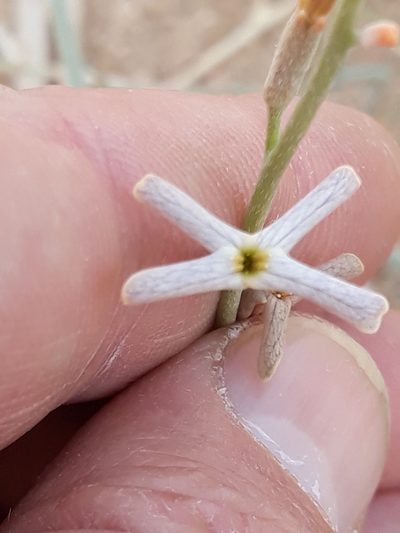 Farsetia aegyptia, photographed by Karim Haddad
