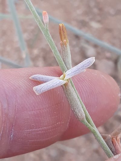 Farsetia aegyptia, photographed by Karim Haddad