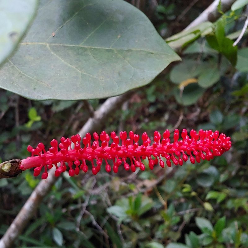 Coccoloba sintenisii, photographed by Kurt Miller
