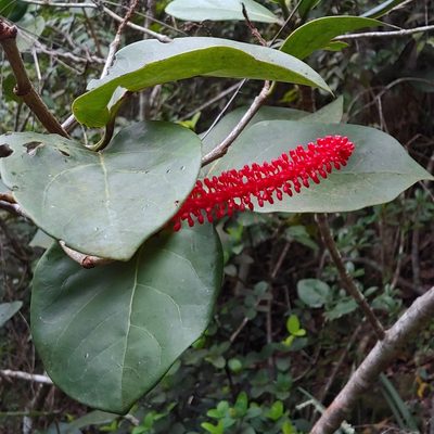 Coccoloba sintenisii, photographed by Kurt Miller