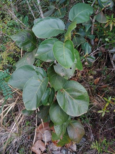 Coccoloba sintenisii, photographed by Kurt Miller