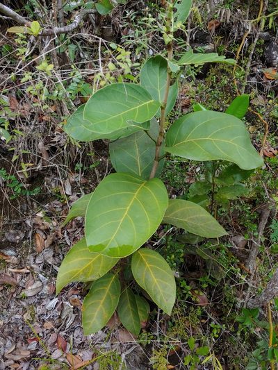 Coccoloba sintenisii, photographed by Kurt Miller