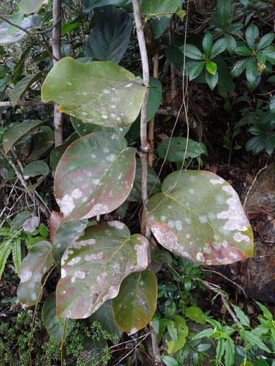 Coccoloba sintenisii, photographed by Kurt Miller