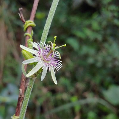 Passiflora sexflora, photographed by Kurt Miller
