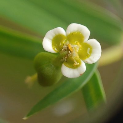 Euphorbia articulata, photographed by Kurt Miller