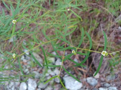 Euphorbia articulata, photographed by Kurt Miller