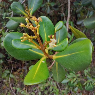 Clusia clusioides, photographed by Kurt Miller
