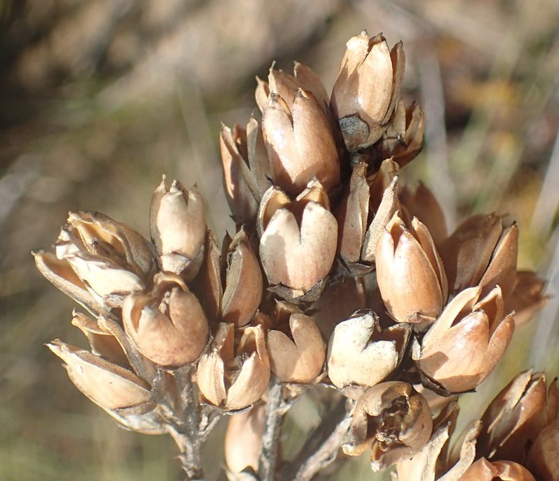 Freylinia densiflora, photographed by Nicola van Berkel