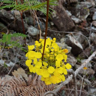 Stigmaphyllon emarginatum, photographed by Kurt Miller