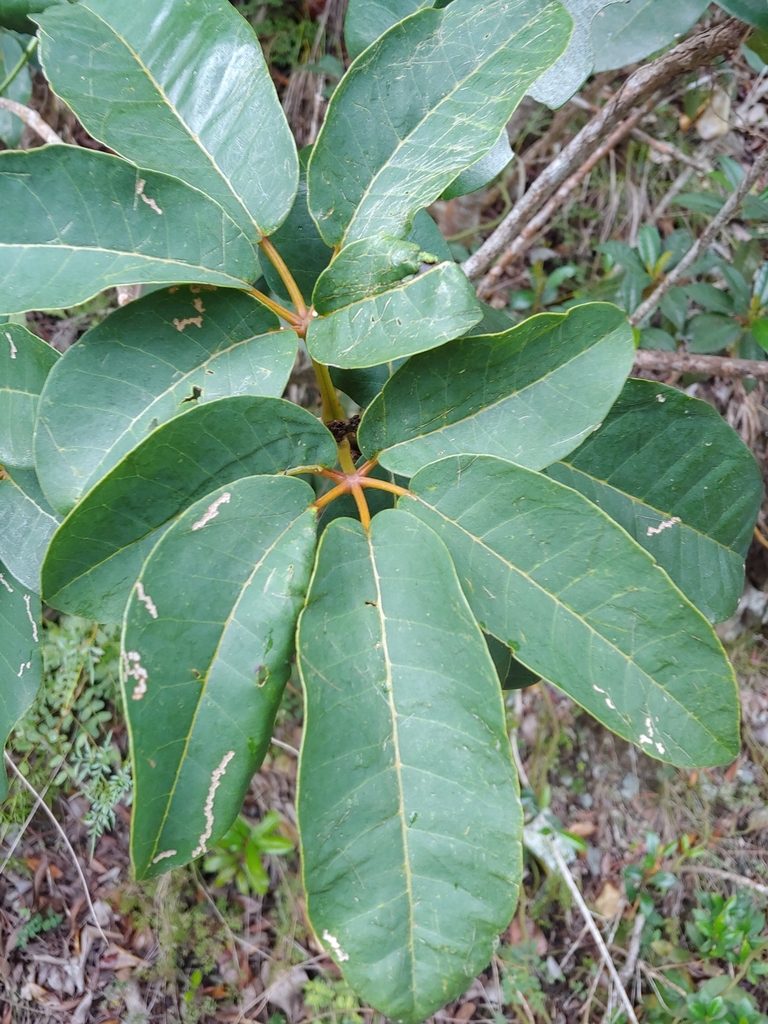Tabebuia haemantha, photographed by Kurt Miller