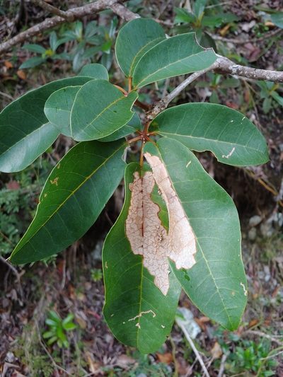 Tabebuia haemantha, photographed by Kurt Miller