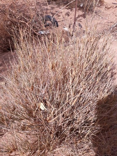 Panicum turgidum, photographed by Karim Haddad