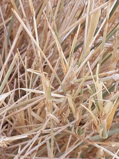 Panicum turgidum, photographed by Karim Haddad