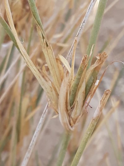Panicum turgidum, photographed by Karim Haddad