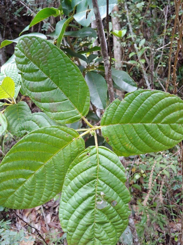Guettarda ovalifolia, photographed by Kurt Miller