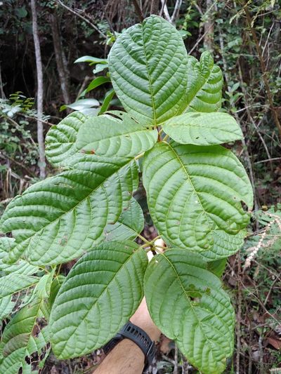 Guettarda ovalifolia, photographed by Kurt Miller