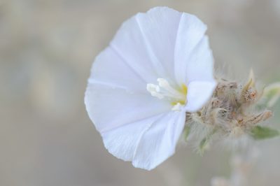 Convolvulus glomeratus, photographed by Morten Ross
