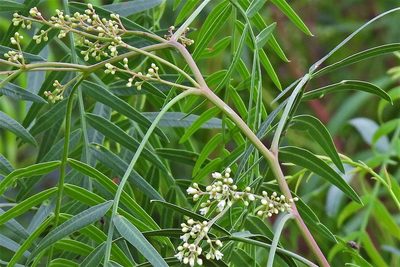 Schinus areira, photographed by Hugo Hulsberg