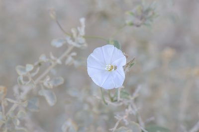 Convolvulus glomeratus, photographed by Morten Ross